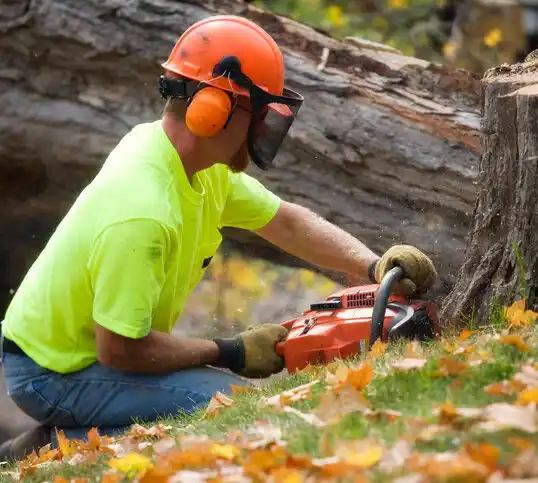 tree services Mecosta